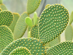 Cactus lumineux