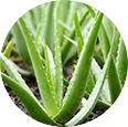 Aloe Vera croissance légère