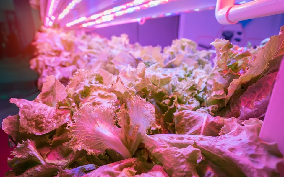 Quelle couleur de LED convient le mieux aux plantes?