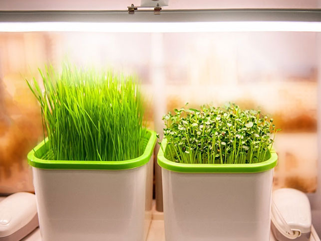 Les lampes de croissance des plantes sont - elles nocives pour les humains?