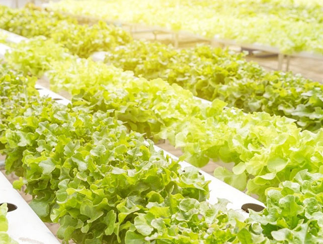 Led growth lights for vertical agriculture can Grow