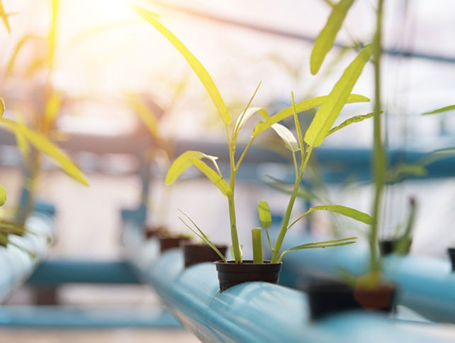 Les rayons ultraviolets aident - ils les plantes à croître?